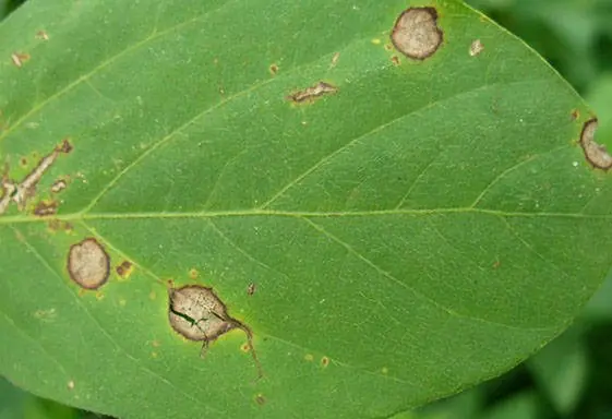 antracnose na lavoura