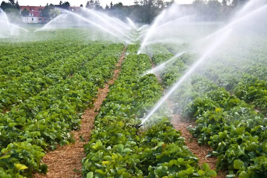 Melhor sistema de irrigação para lavoura