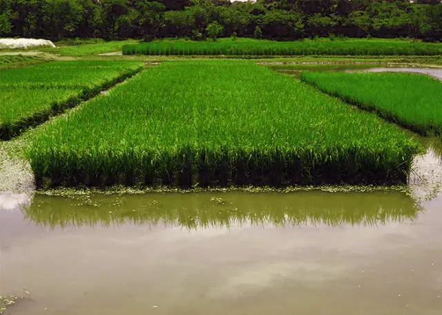 Irrigação por superfície na agricultura