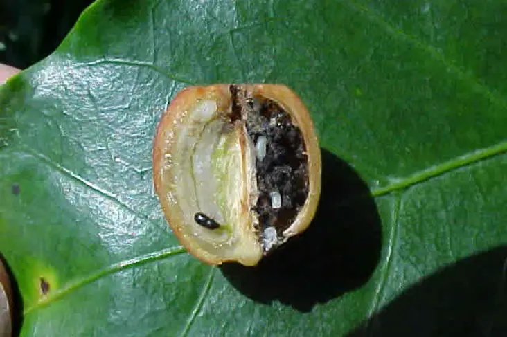 broca do café ataque nos grãos