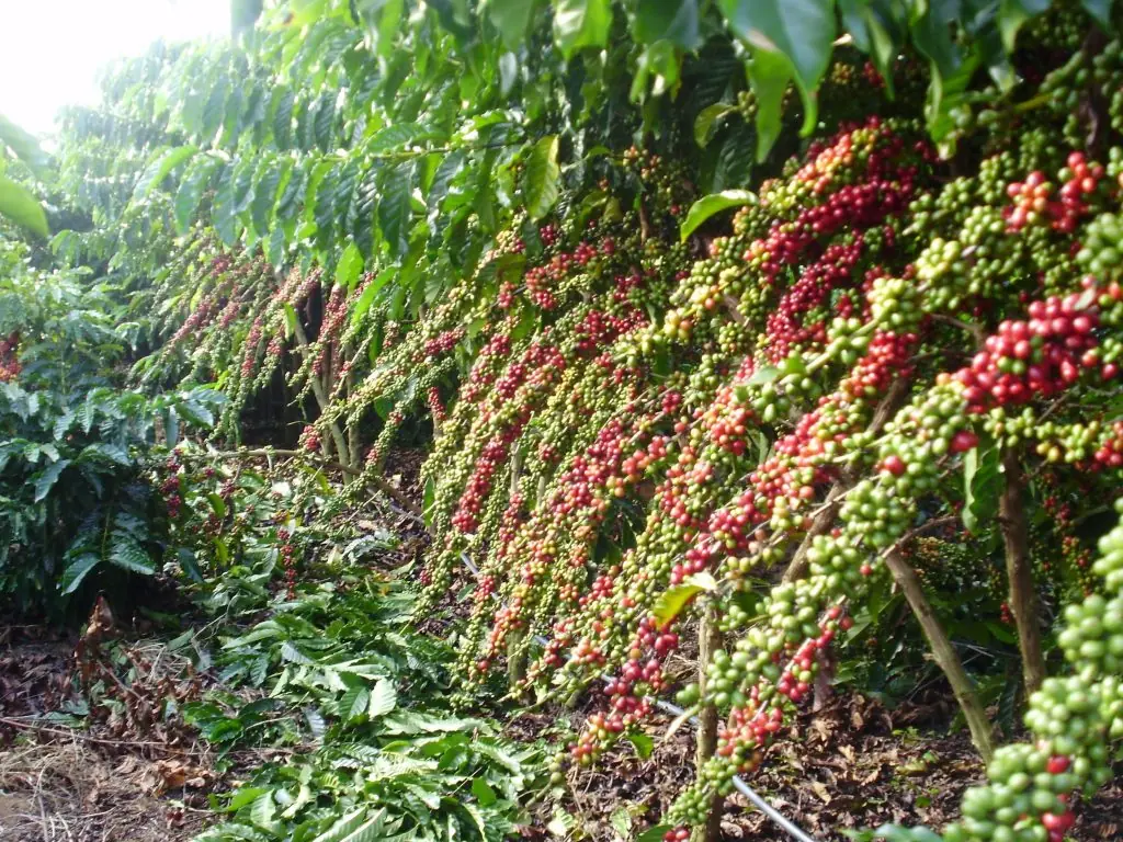 Quando irrigar o café e como definir a quantidade ideal de água no cafezal