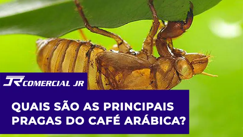 Principais Pragas do Café Arábica: Como Identificar, Prevenir e Controlar na Lavoura
