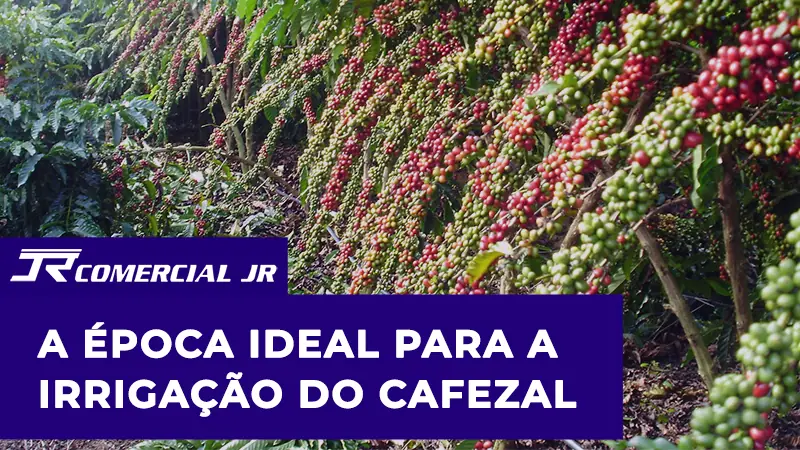 Quando Irrigar o Café? Como Definir a Época Certa e a Quantidade Ideal de Água