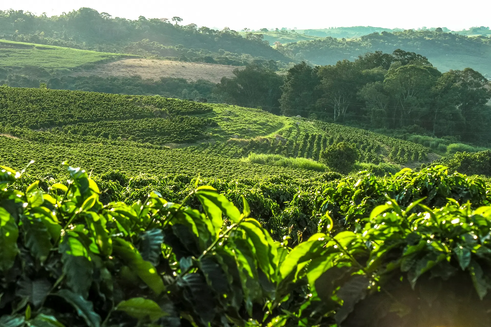 Excesso de calor na produção cafeeira: entenda consequências e como evitar perdas