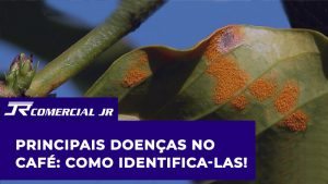 Leia mais sobre o artigo Identifique as Principais Doenças no Café