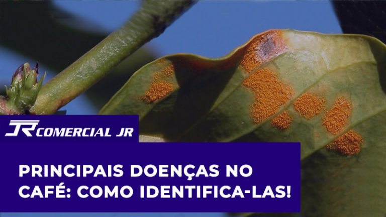 principais doenças no café