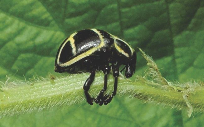 pragas no solo Tamanduá-da-Soja (Sternechus Subsignatus)